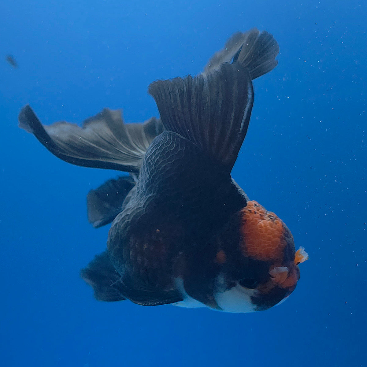Thai Oranda Red Cap Apache 3.00" Body Male (FEB-791)R1B03