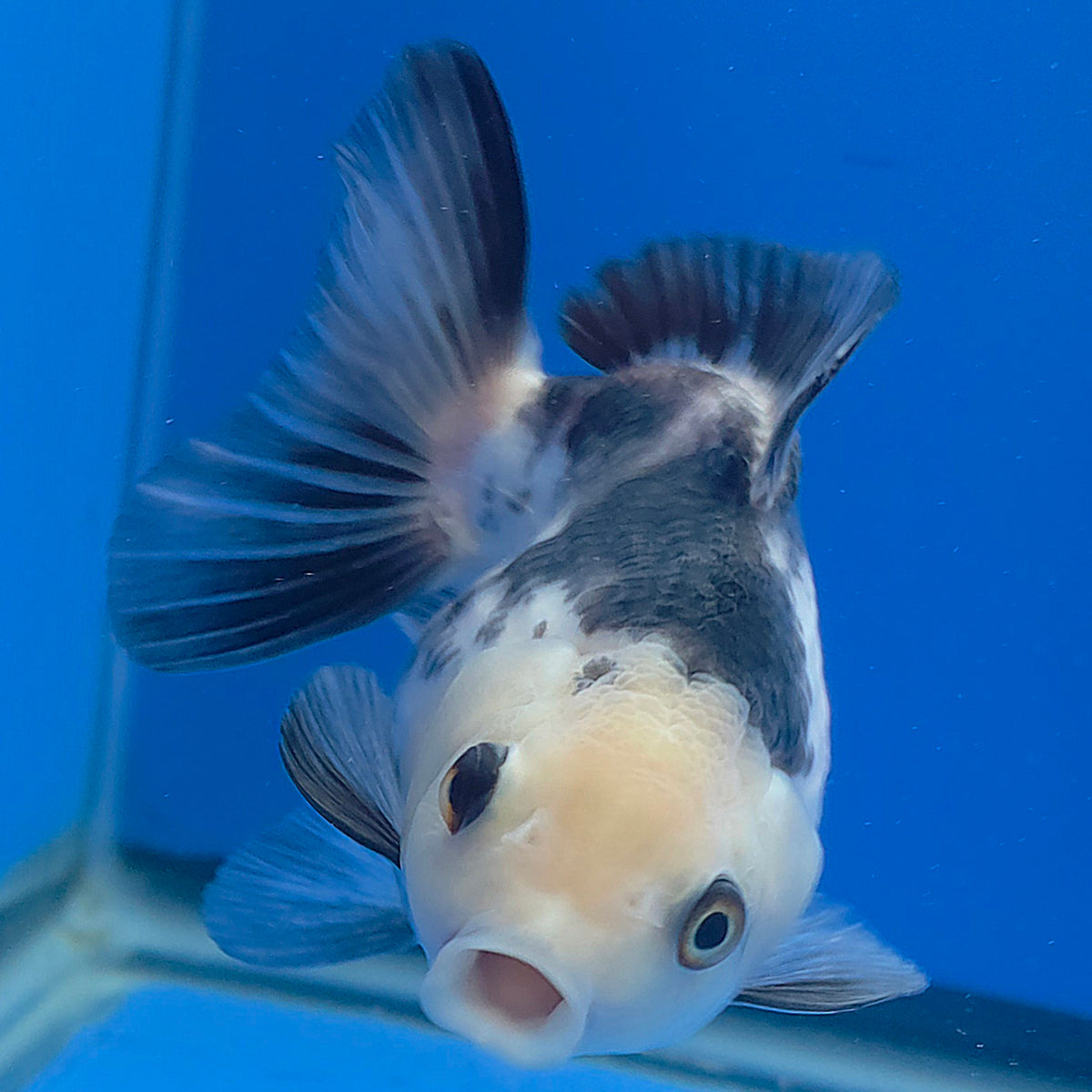 Thai Oranda Lemonhead Panda 3.00" Body Female (FEB-788)R1B03