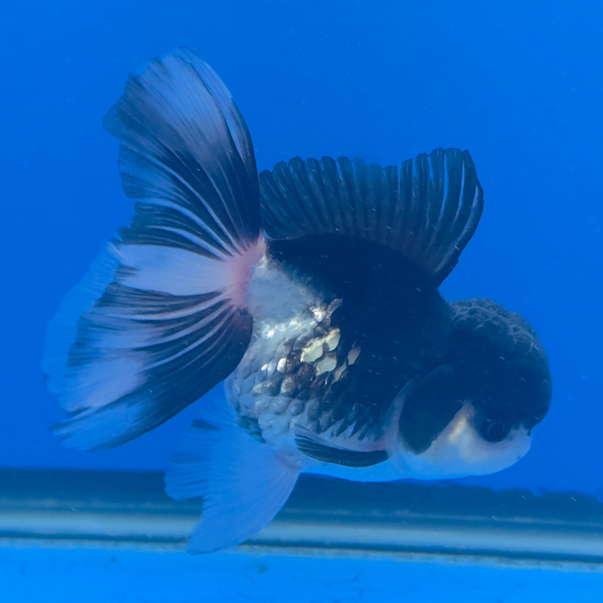 Thai Oranda Panda 3.00" Body Male (FEB-753)R2B07