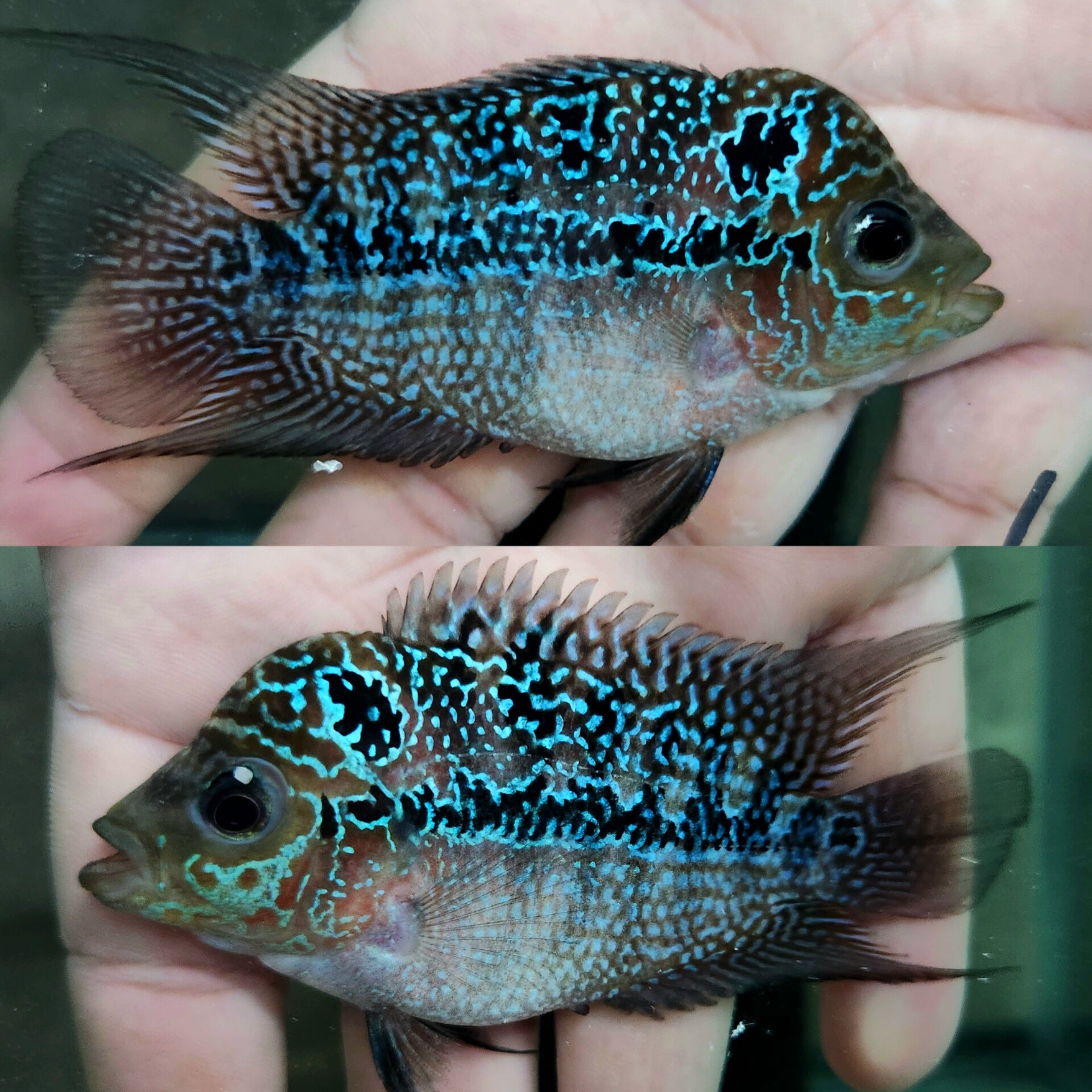 KF-06)T174 Full Pearl Kamfa 3'' Female – Coast Gem USA