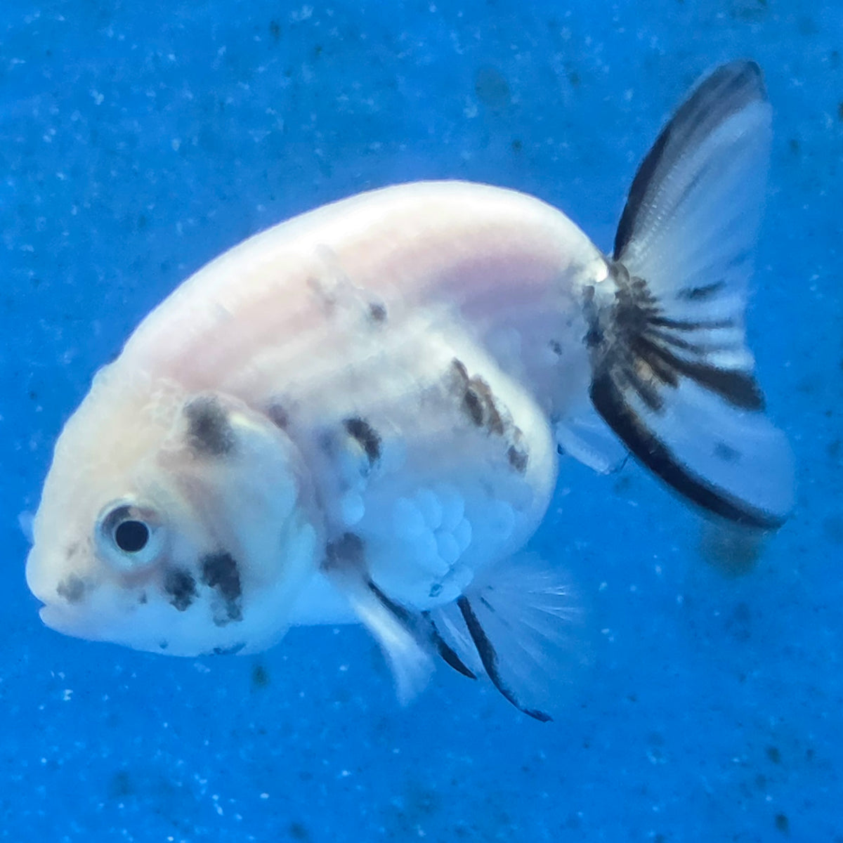 Thai Ranchu White Tiger 2.00" Body Female (FEB-870)R2B02