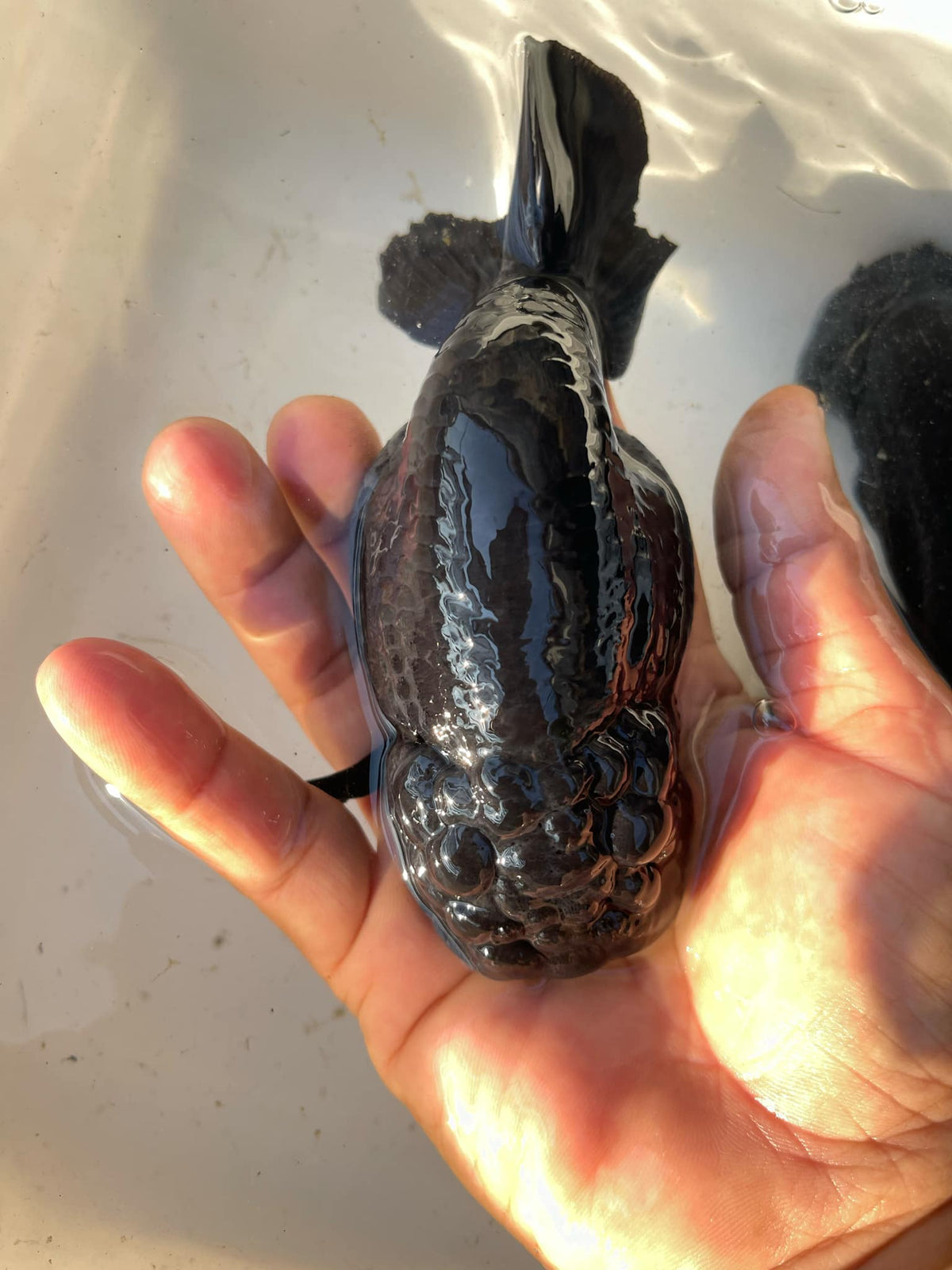 Thai Super Jet Black Ranchu 4.00 inch Body Our Choice (CGF)