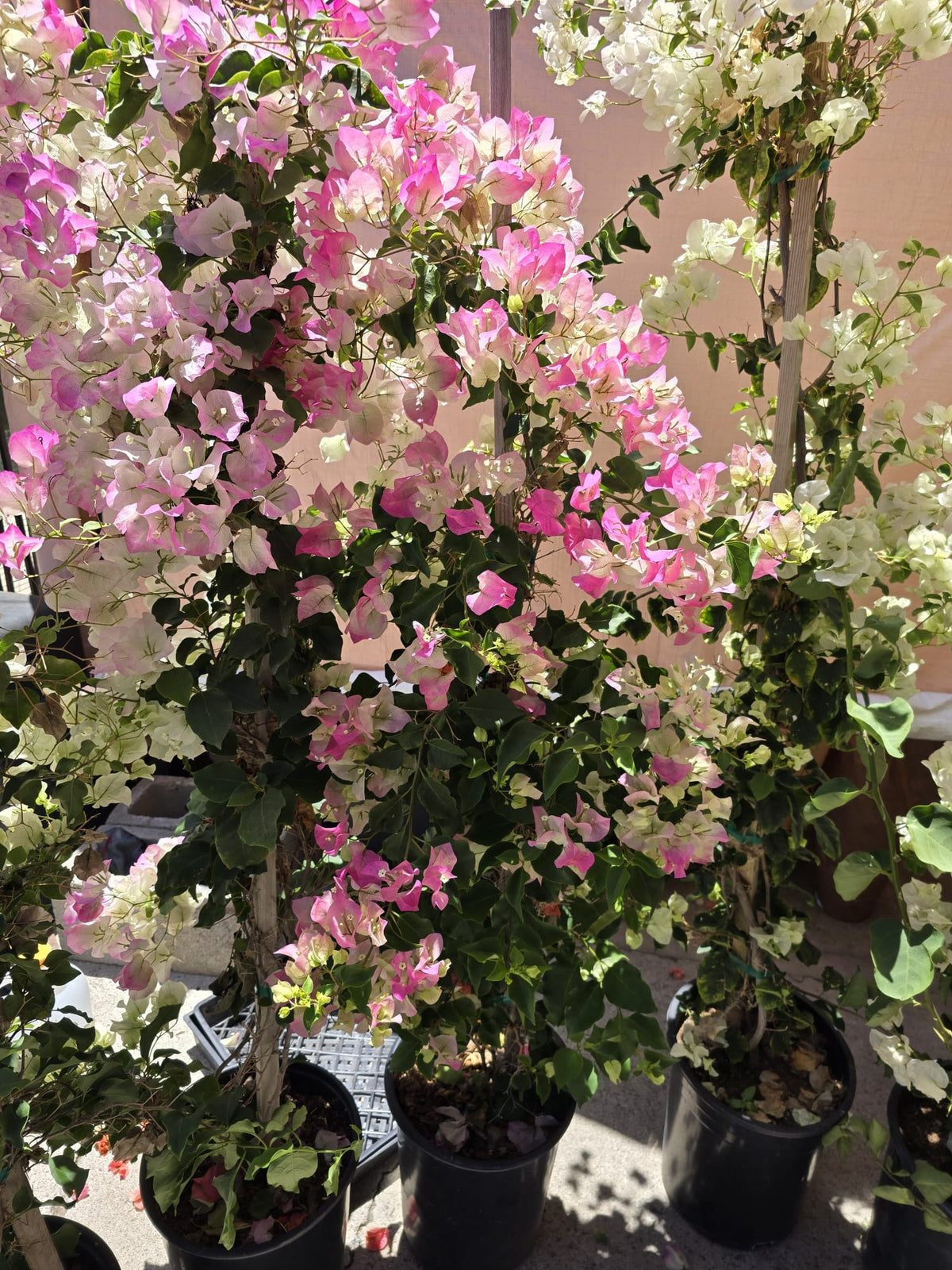 Bougainvillea pink white in pole 4 feet tall 5 gallon pot