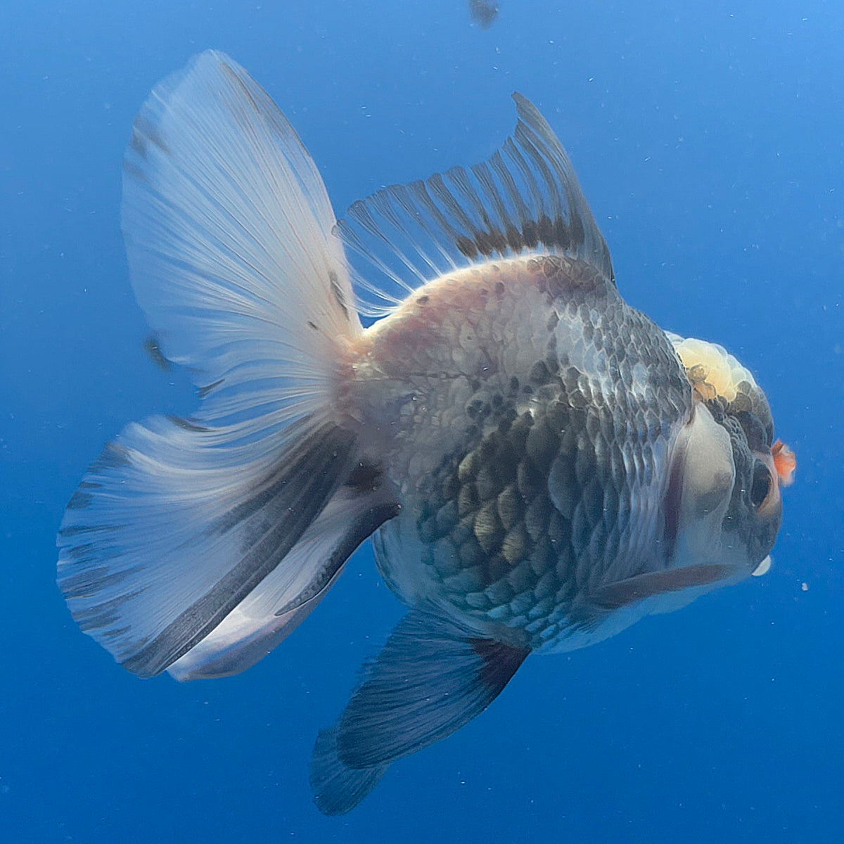 Thai Oranda Lemonhead Panda 3.00" Body Female (FEB-799)R1B03