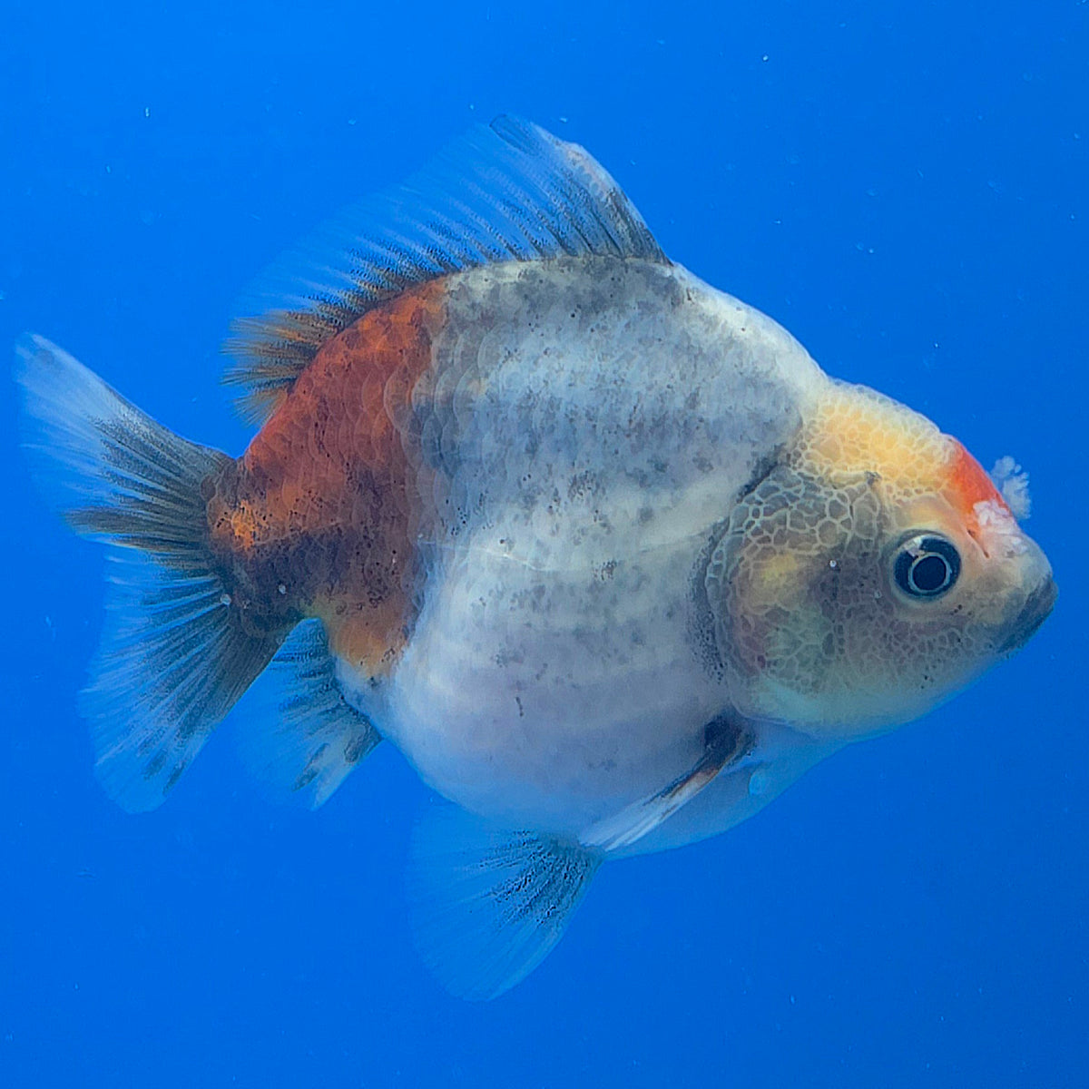Thai Oranda Calico Sakura Shogun Farm 3" Body Female (FEB-829)R3B19