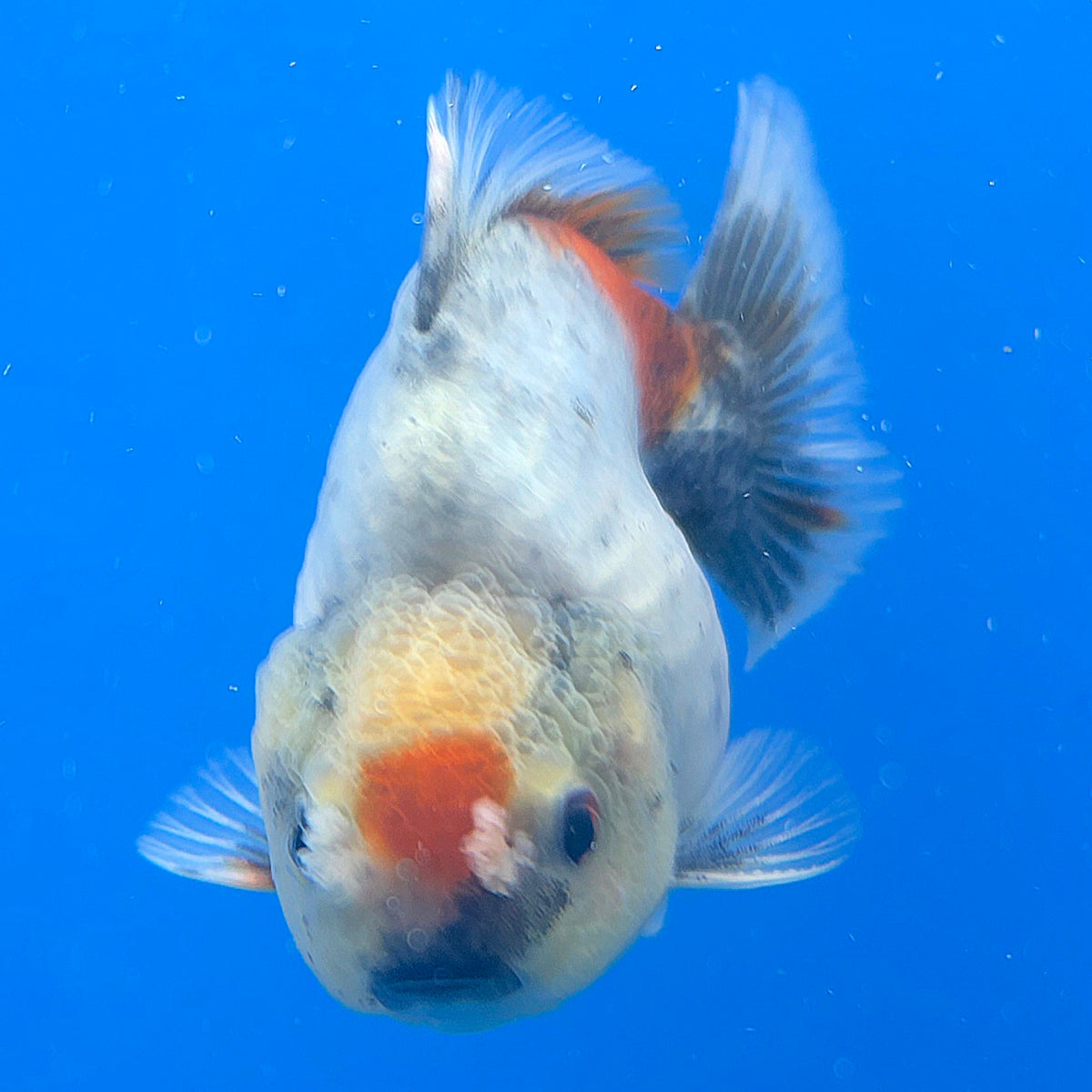 Thai Oranda Calico Sakura Shogun Farm 3" Body Female (FEB-829)R3B19