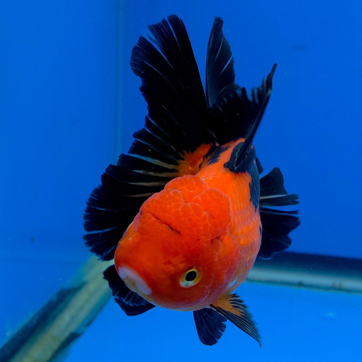 Thai Oranda Apache 3.00 inch Body Female(FEB-842)R2B07
