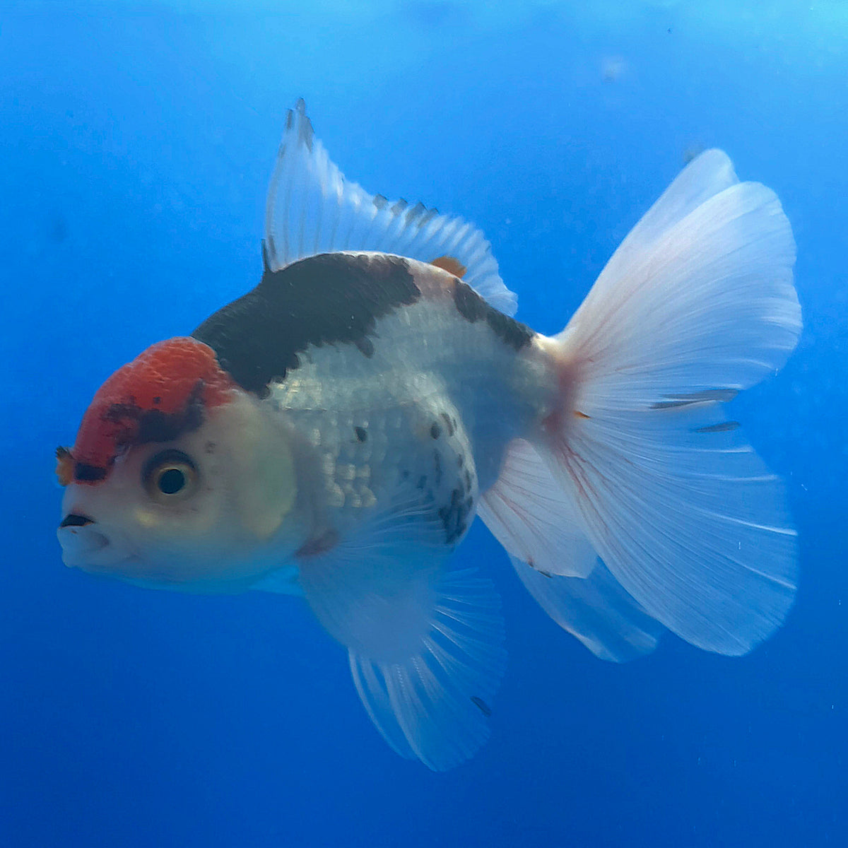 Thai Oranda Red Cap Panda 3.00" Body Female (FEB-785)R1B03