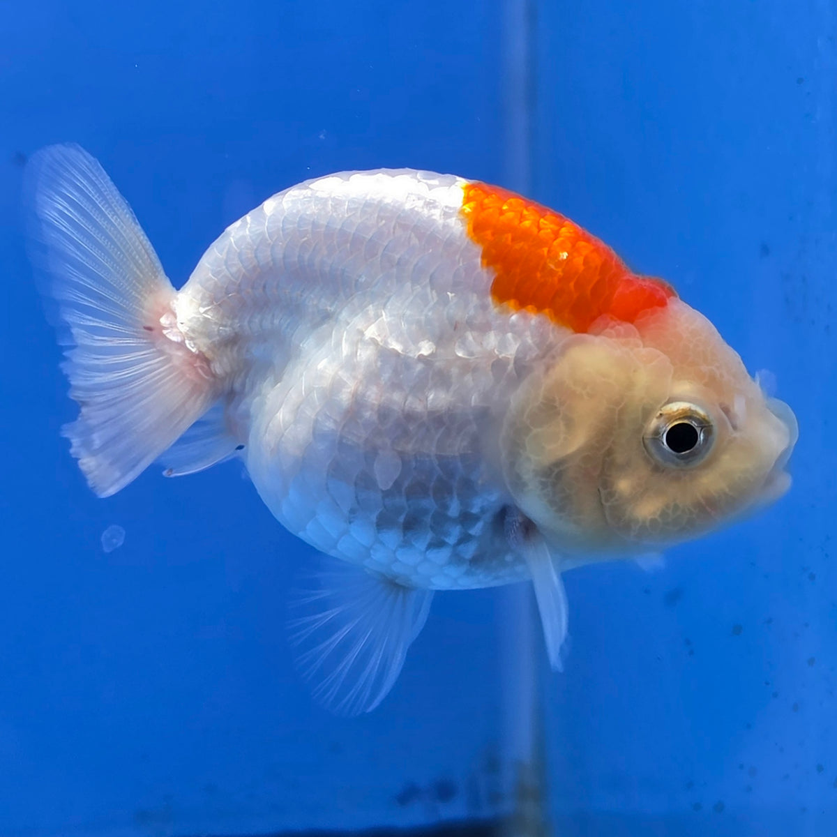 Thai Ranchu Red and White 2.50" Body Female (FEB-775)R3B23