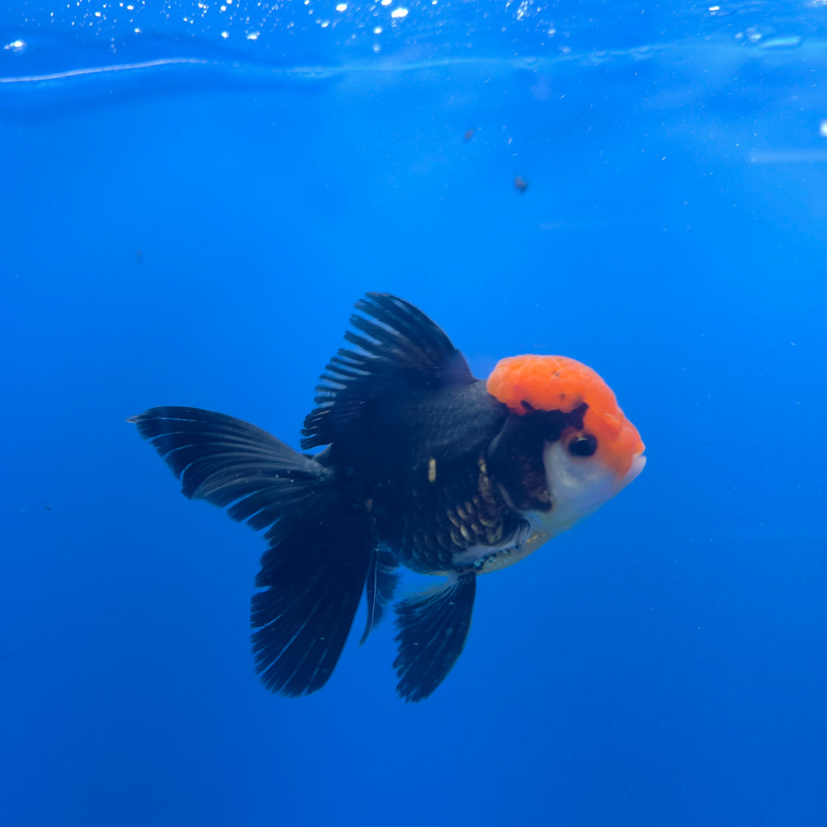 Thai Oranda Apache 3.00" Body Male (FEB-758)R2B07