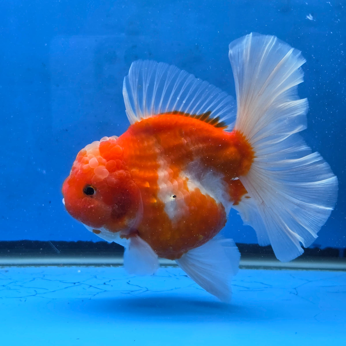 Thai Oranda Red and White Sakura Godzilla 4.5” Orchid Tail Body Female (G-FEB-104)BlueTubB