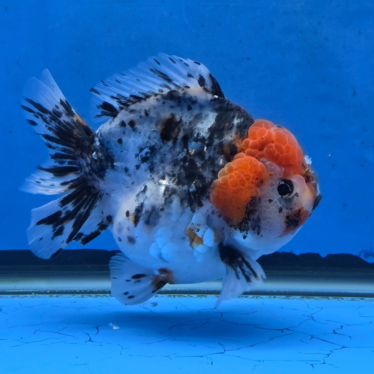 Thai Oranda Red Cap Chinese Paint Calico Godzilla 4 inch Body Female (G-FEB-109)BlueTubB