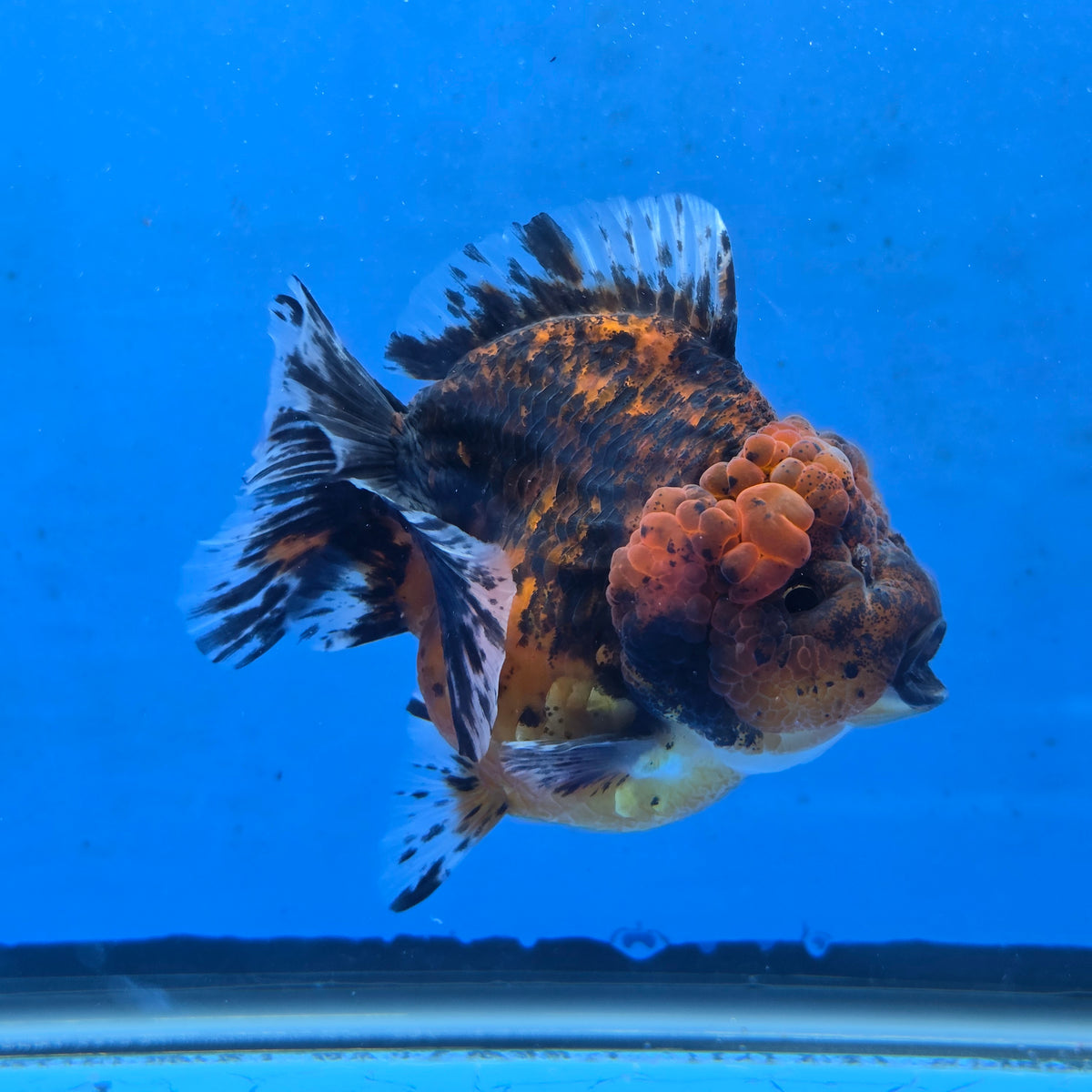 Thai Oranda Red Red Kirin Godzilla 4 inch Body Female (G-FEB-111)BlueTubB
