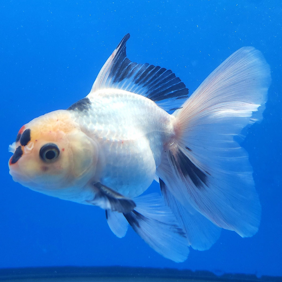 Thai Oranda Lemon Head Panda 3.00 inch Body male(FEB-835)R2B12