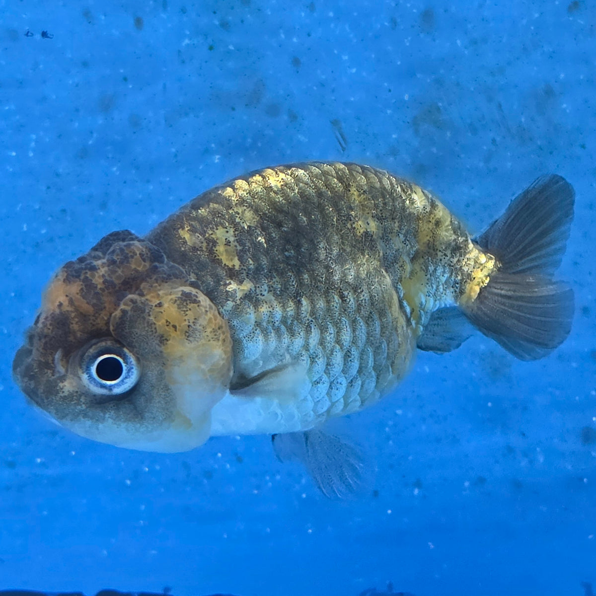 Thai Ranchu Tiger Calico 2.50" Body (FEB-877)R2B06