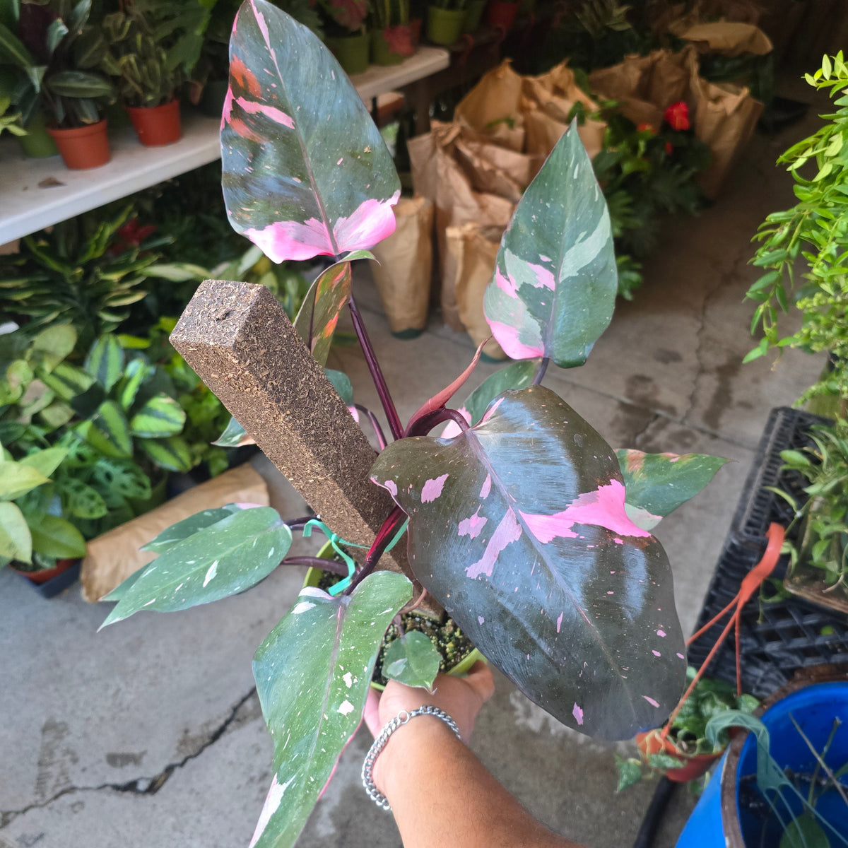 6 inch pot - Pink Princess Philodendron Live Plant indoor - Get similar big plant