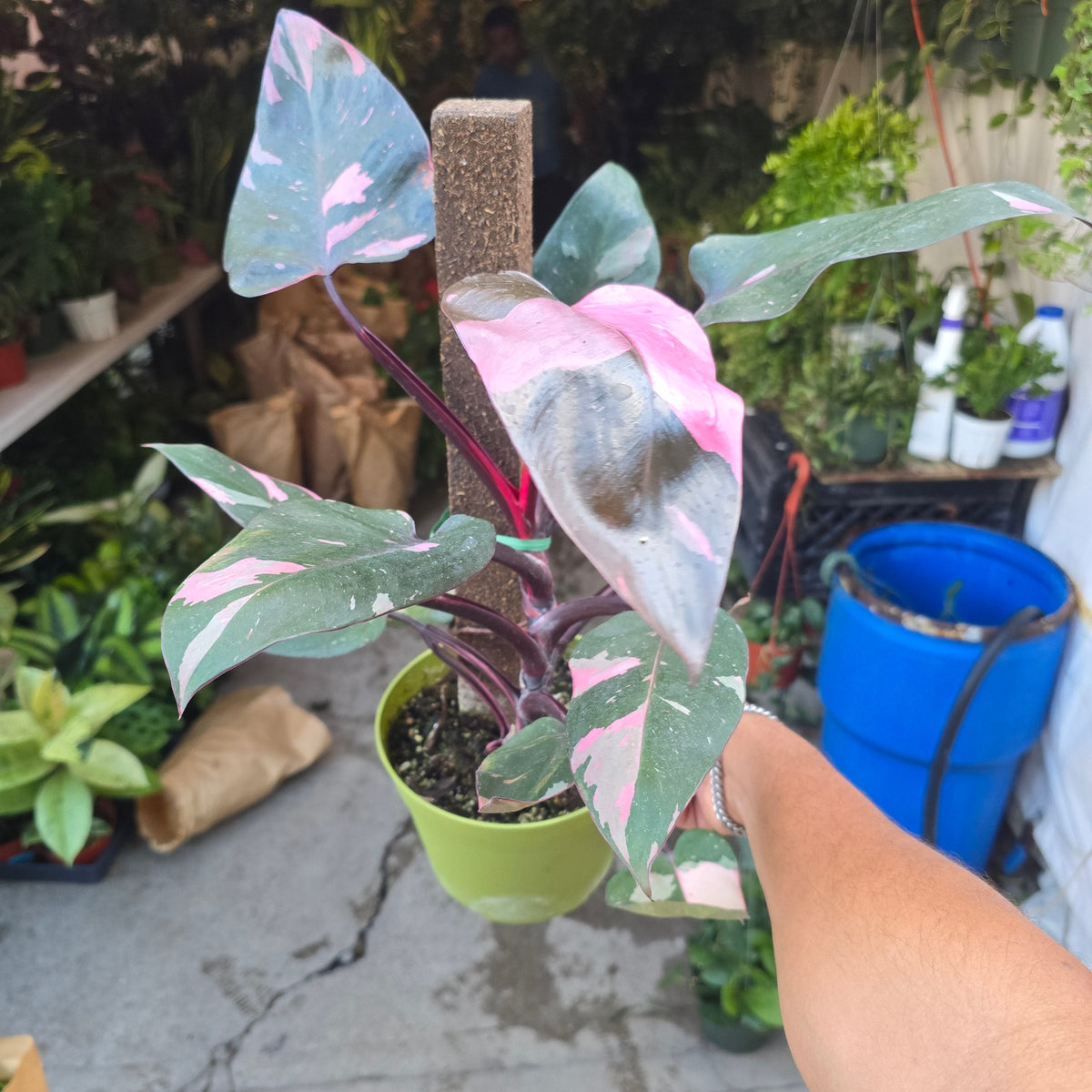 6 inch pot - Pink Princess Philodendron Live Plant indoor - Get similar big plant