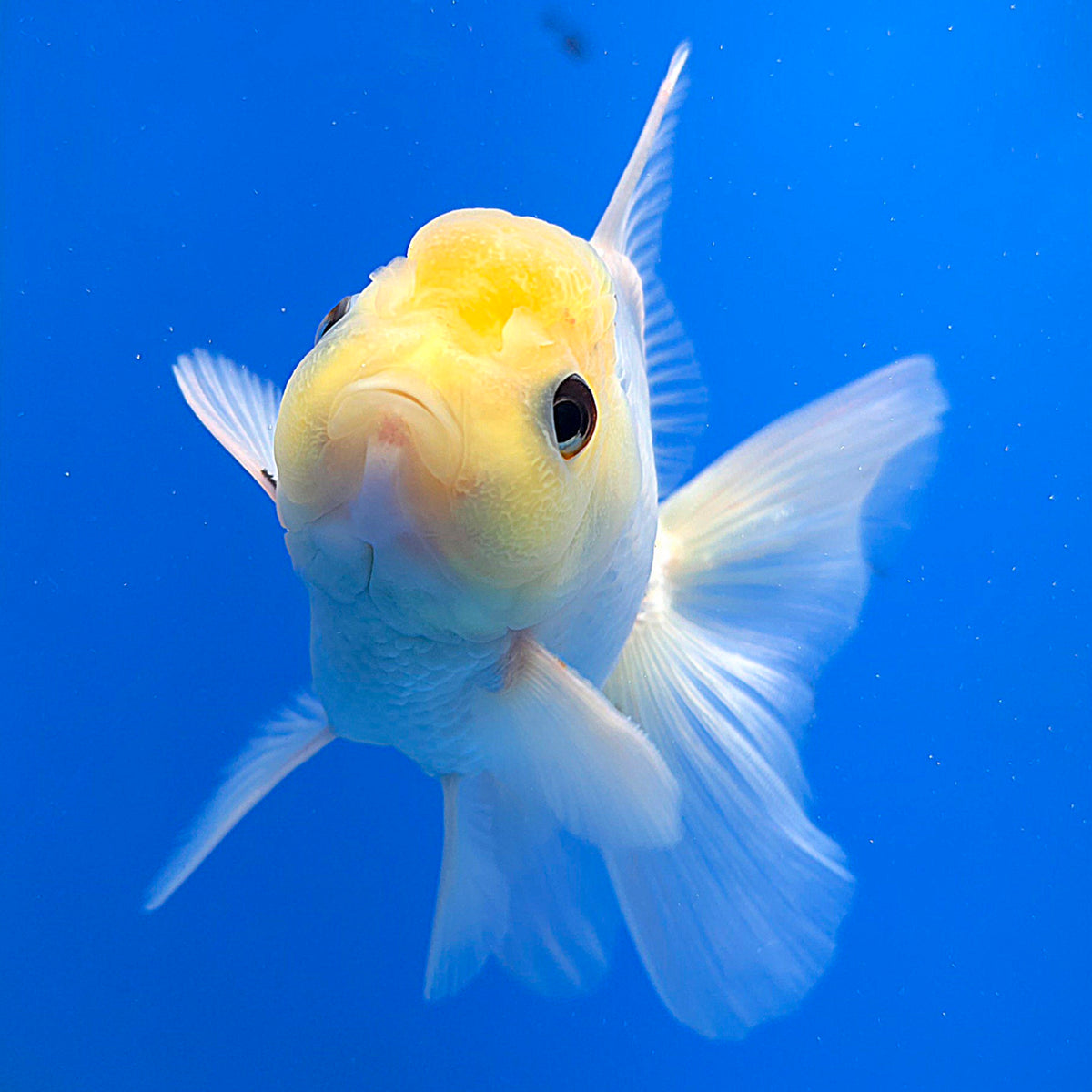 Thai Oranda Lemon Head Panda 3.00 inch Body Female(FEB-839)R2A02