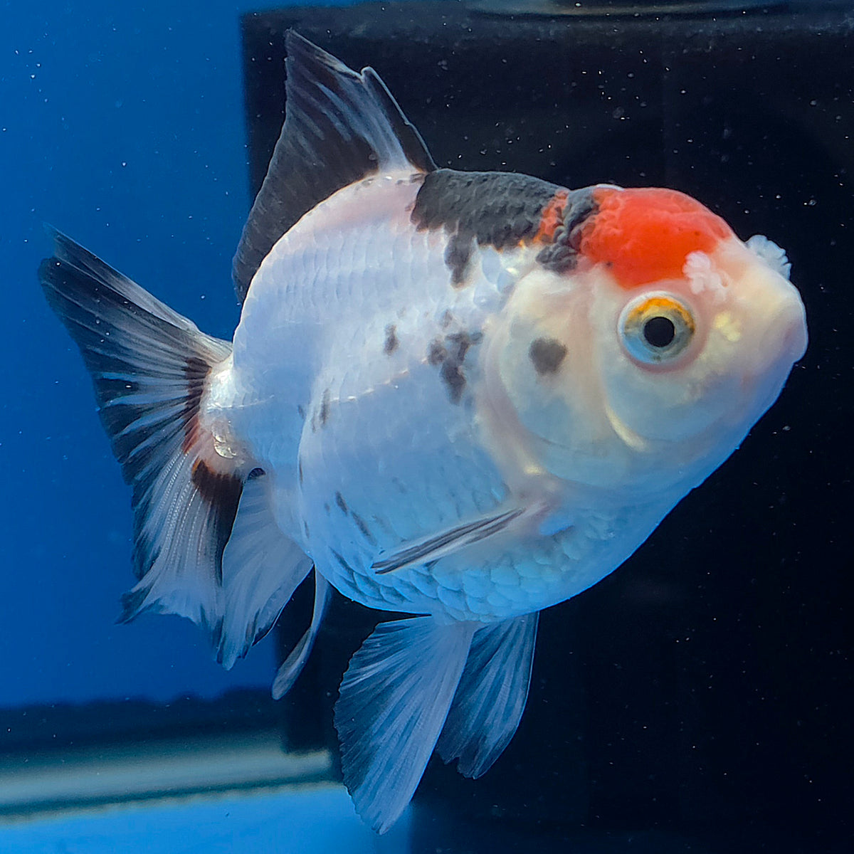 Thai Oranda Red Cap Panda 3.00" Body Female (FEB-786)R1B03