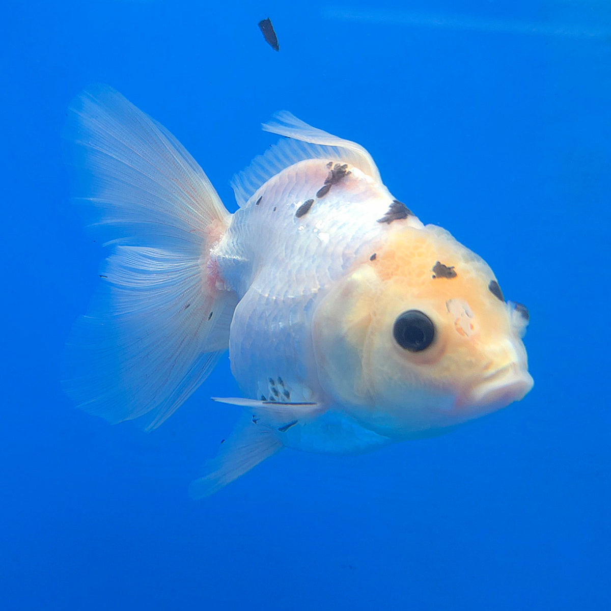 Thai Oranda Lemomhead Panda 3.00 inch Body Female(FEB-844)R2B01