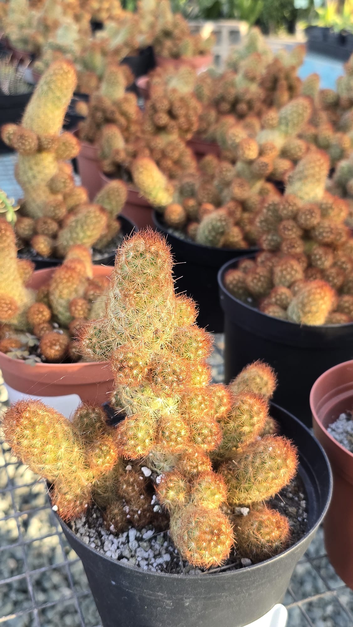 Mammillaria elongata Cactus easy care in 4 inch pot