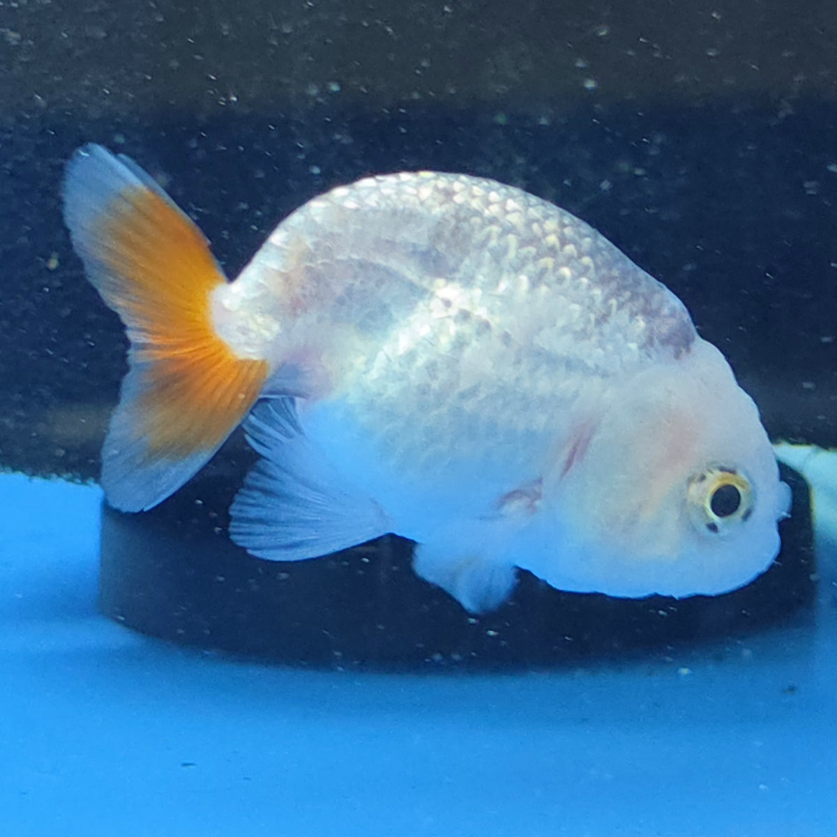 Thai Ranchu Red and White 2.00" Body Female (FEB-866)R2B02