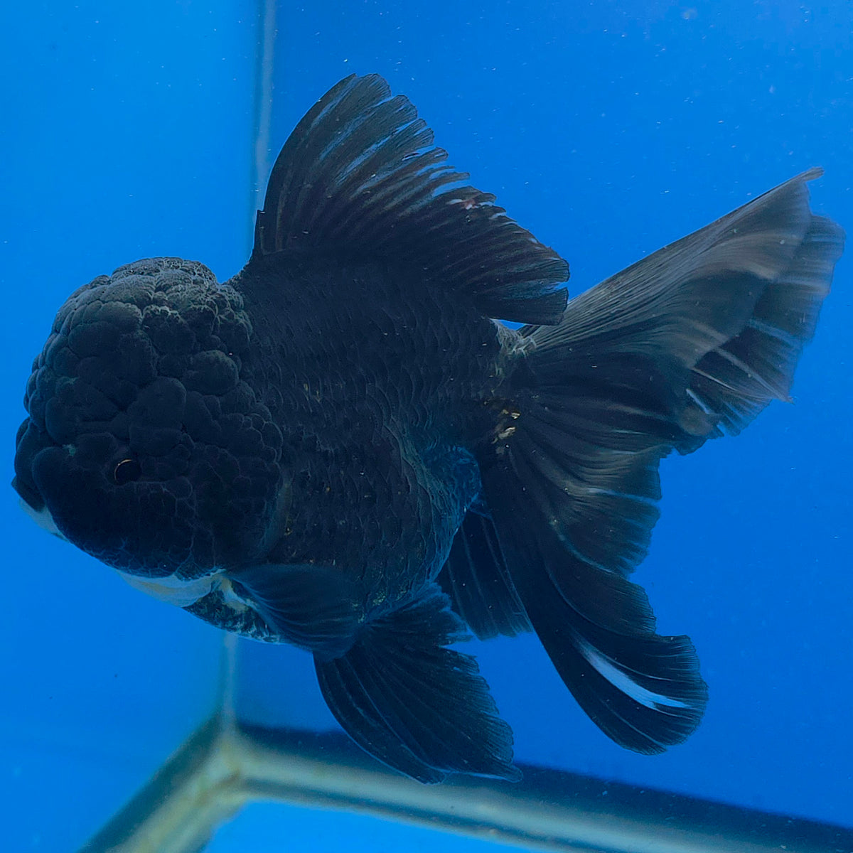 Thai Oranda Super Black 3.5" Body Female (FEB-852)R2A06