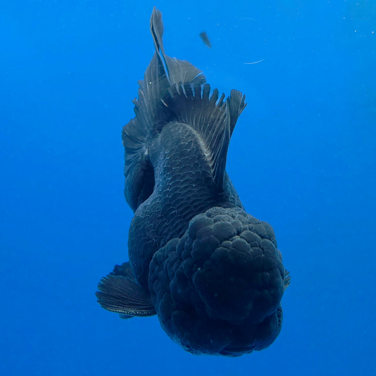 Thai Oranda Super Black 3.5" Body Male (FEB-850)R2A10