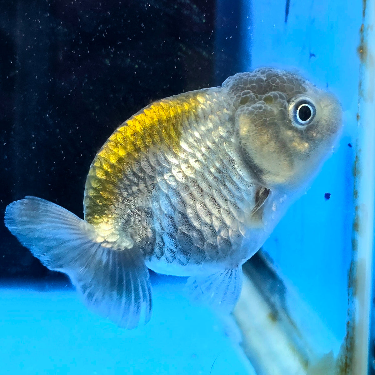 Thai Ranchu Copper Silver Calico 2.50" Body (FEB-876)R2B06