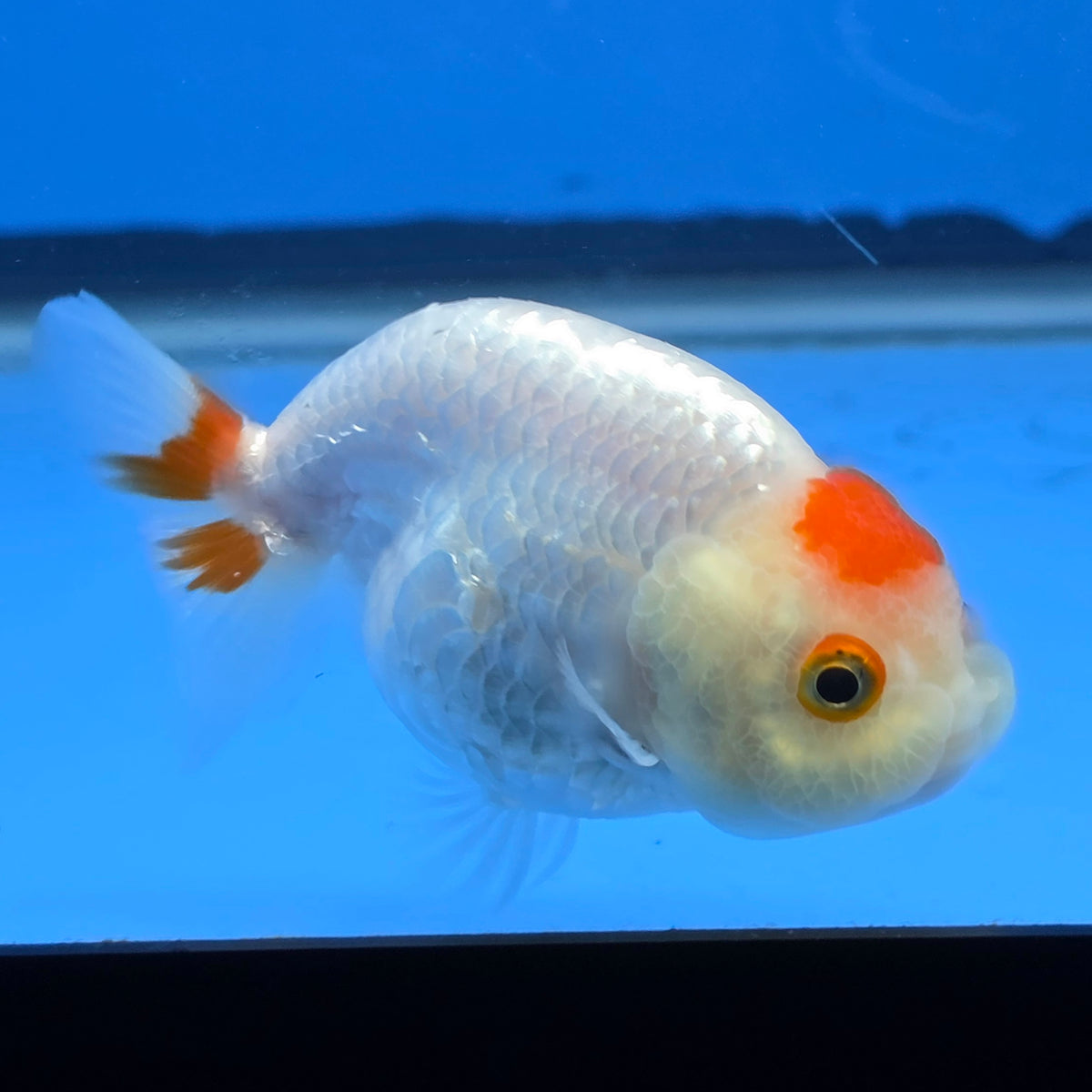 Thai Ranchu Tancho Dragon Scale 2.50" Body Female (FEB-811)R2B05