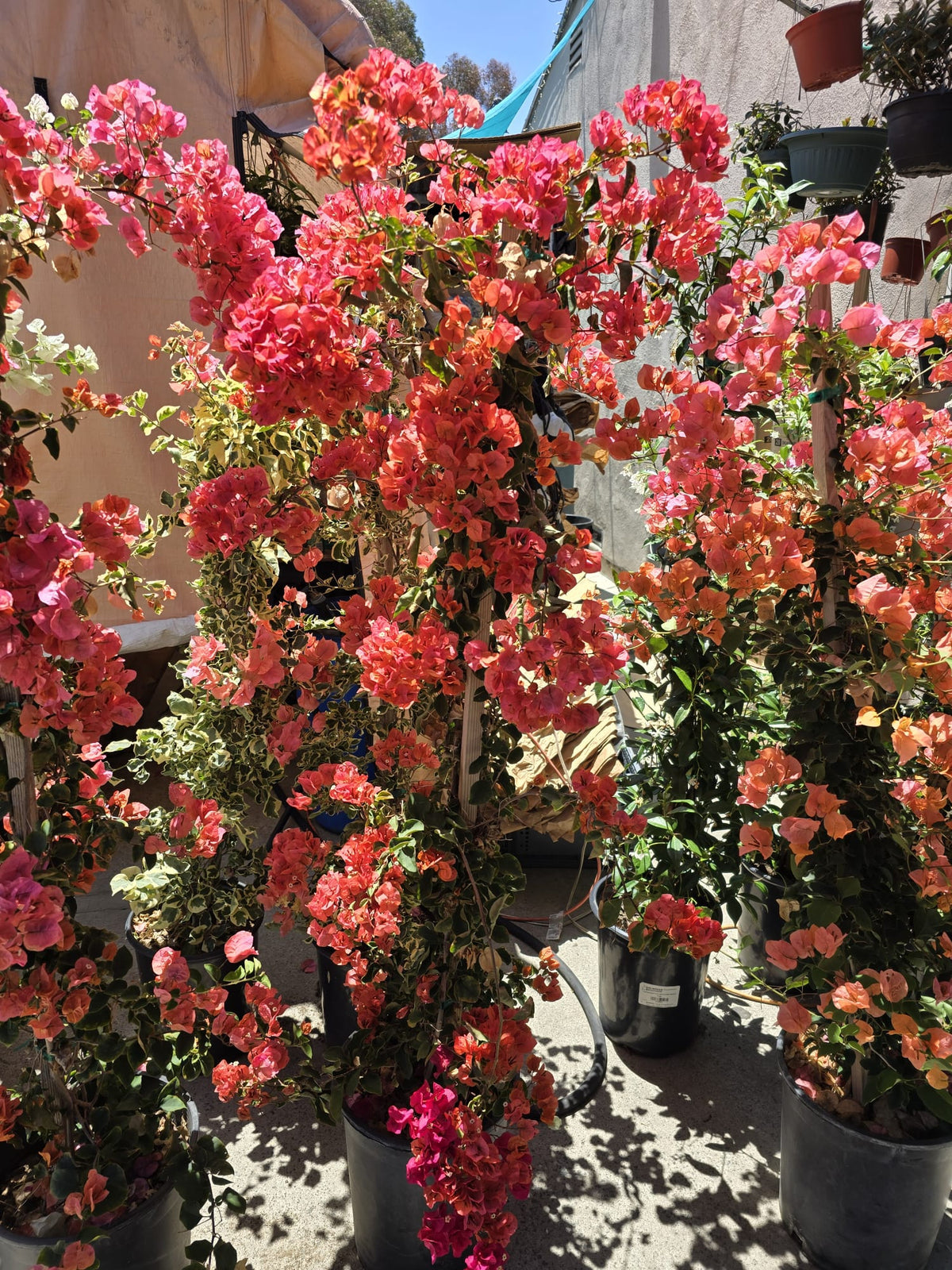 Bougainvillea Orange in a 5 gallon pot on pole 4 ft tall