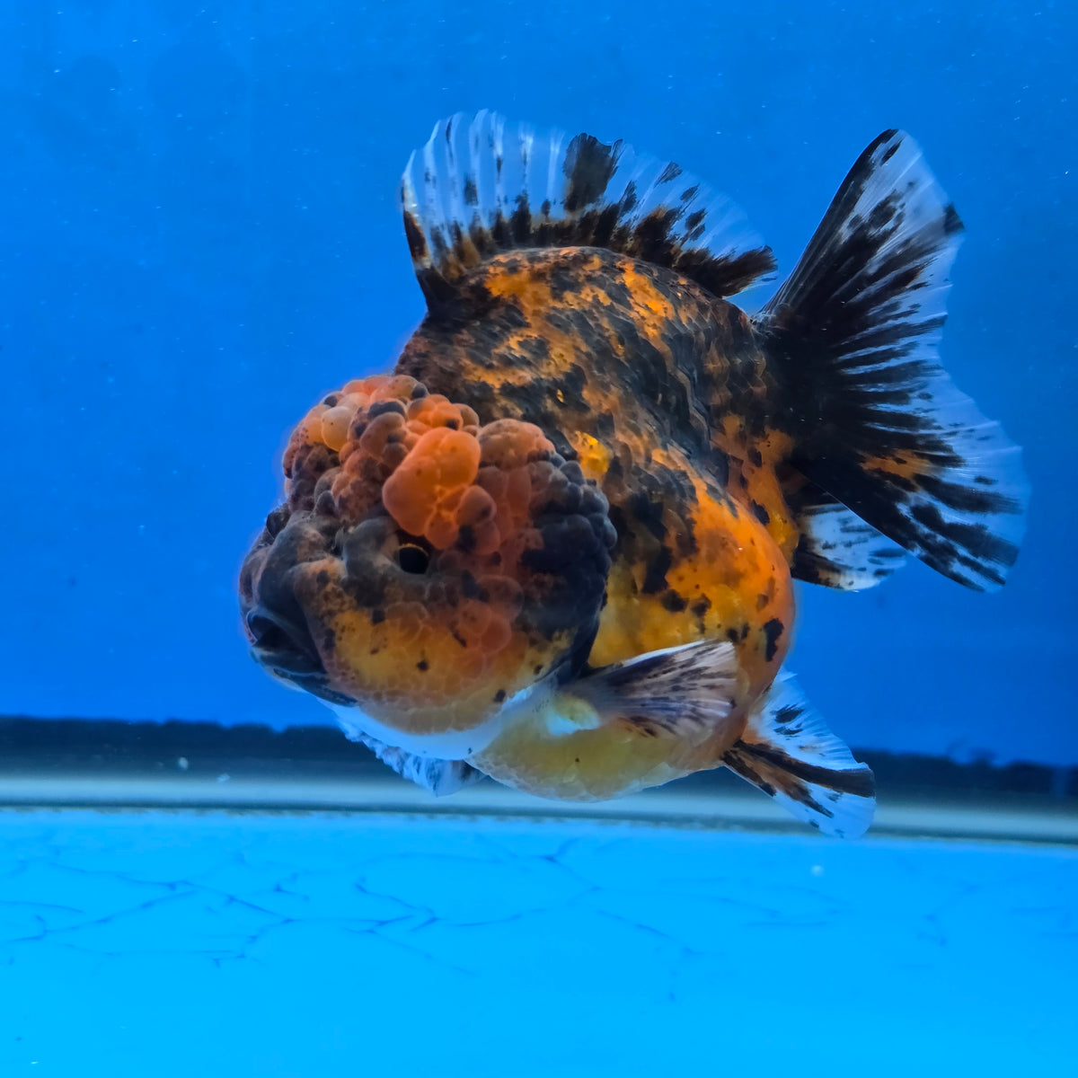Thai Oranda Red Red Kirin Godzilla 4 inch Body Female (G-FEB-111)BlueTubB