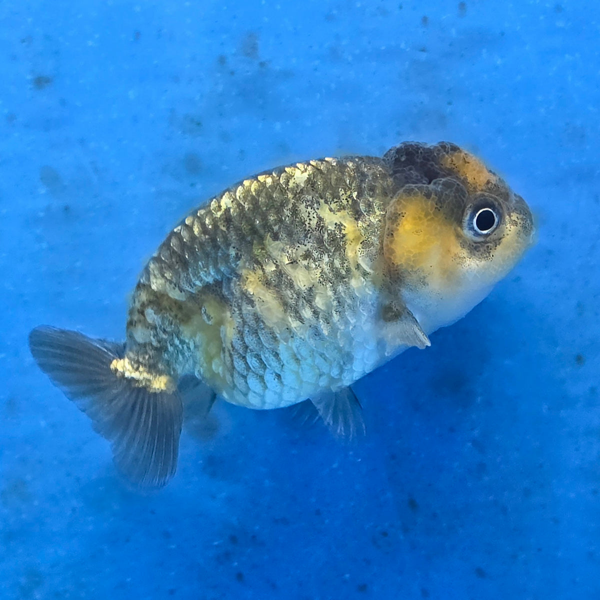 Thai Ranchu Tiger Calico 2.50" Body (FEB-877)R2B06