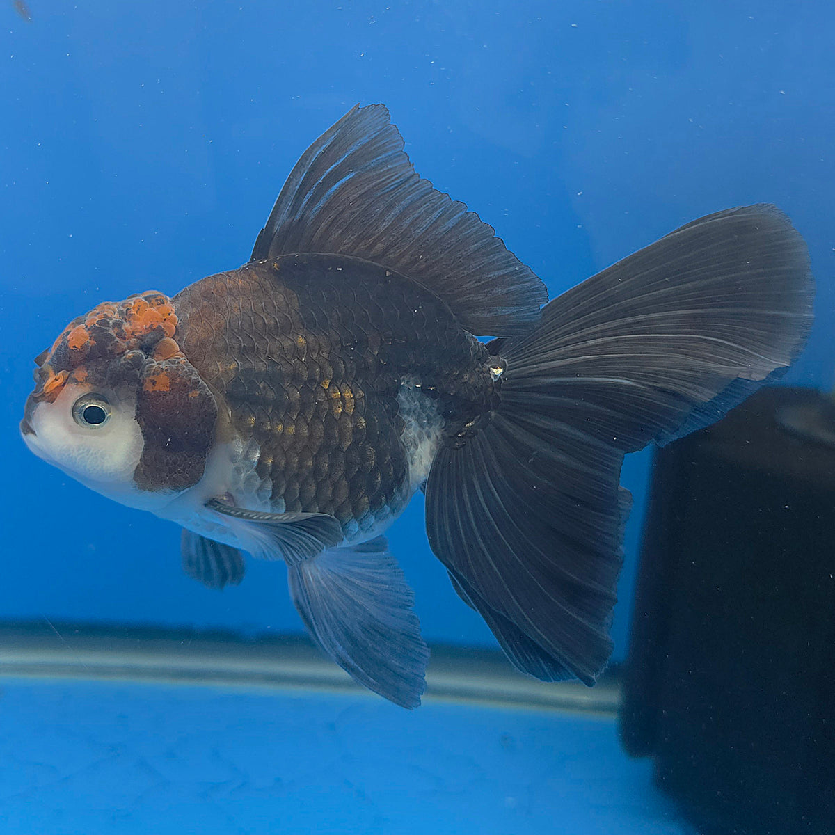 Thai Oranda Red Cap Apache 3.00" Body Male (FEB-796)R1B03