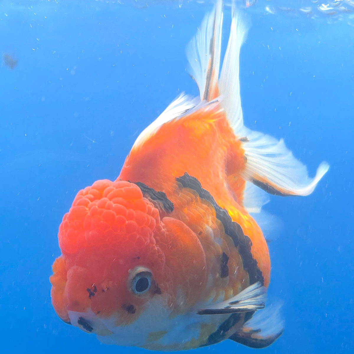 Thai Oranda Red Apache 3.80" Body Female (FEB-804)R1B04