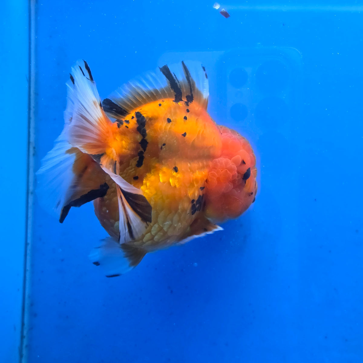 Thai Oranda Red Tiger Sakura Godzilla 5 inch Orchid Tail Body Female (G-FEB-107)BlueTubB