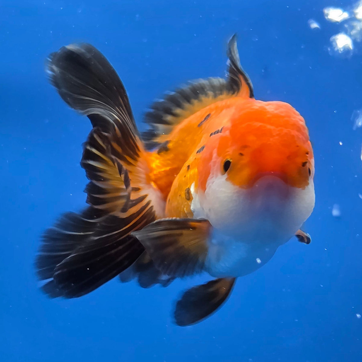 Thai Oranda Apache 2.50" Body male (FEB-746)R2B01