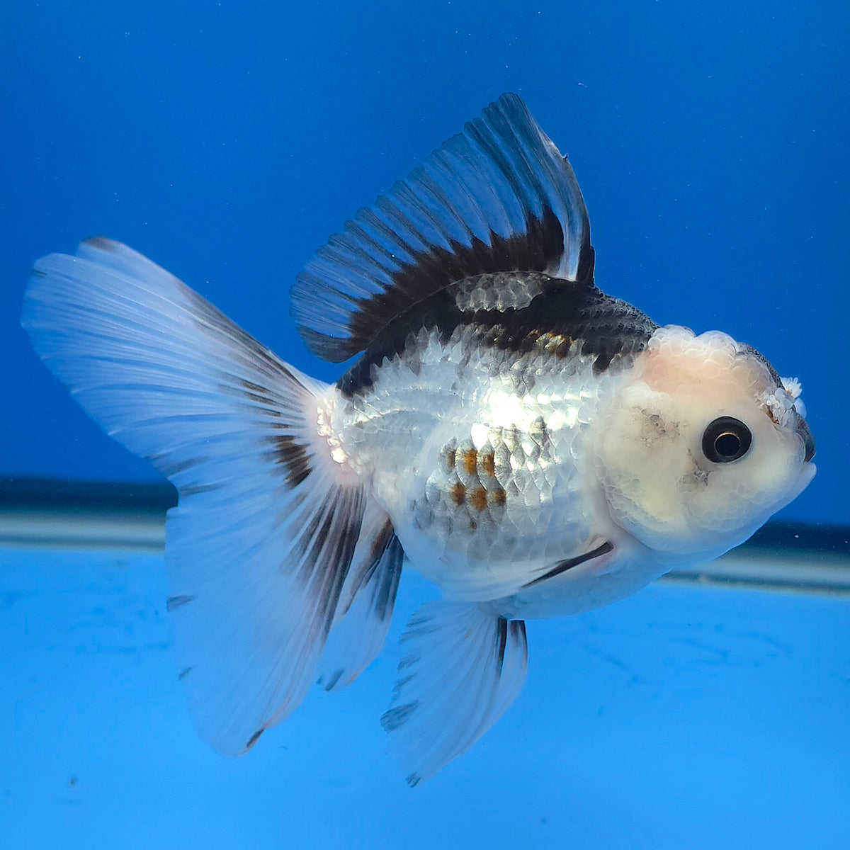 Thai Oranda Lemonhead Panda 3.00" Body Female (FEB-789)R1B03