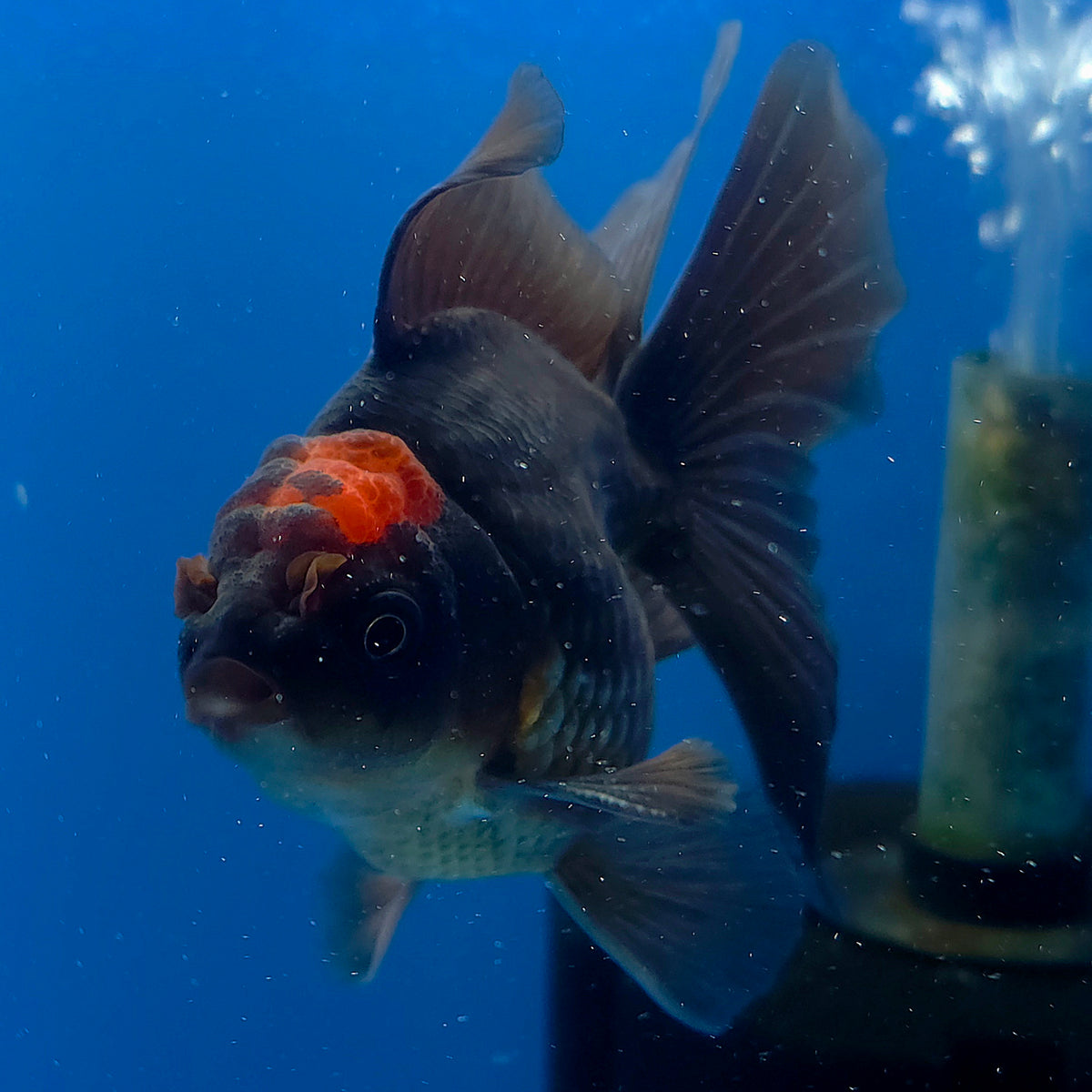Thai Oranda Apache 3.00" Body Male (FEB-787)R1B03
