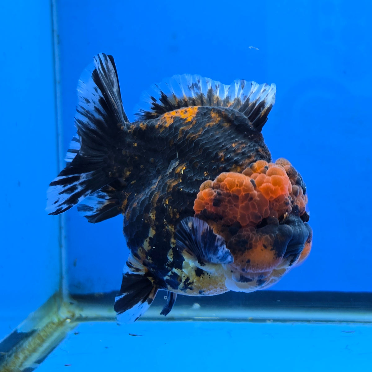 Thai Oranda Black Tiger Godzilla 4” Body Male (G-FEB-102)BlueTubB