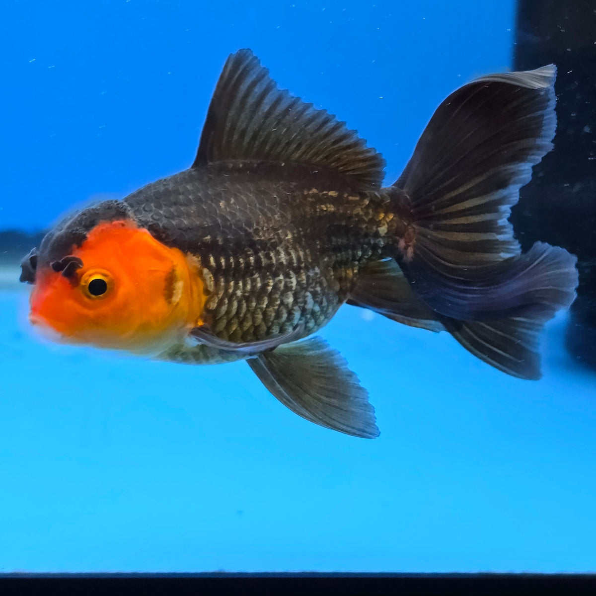 Thai Oranda Red Cap Black 2.50" Body Female (FEB-747)R2B01