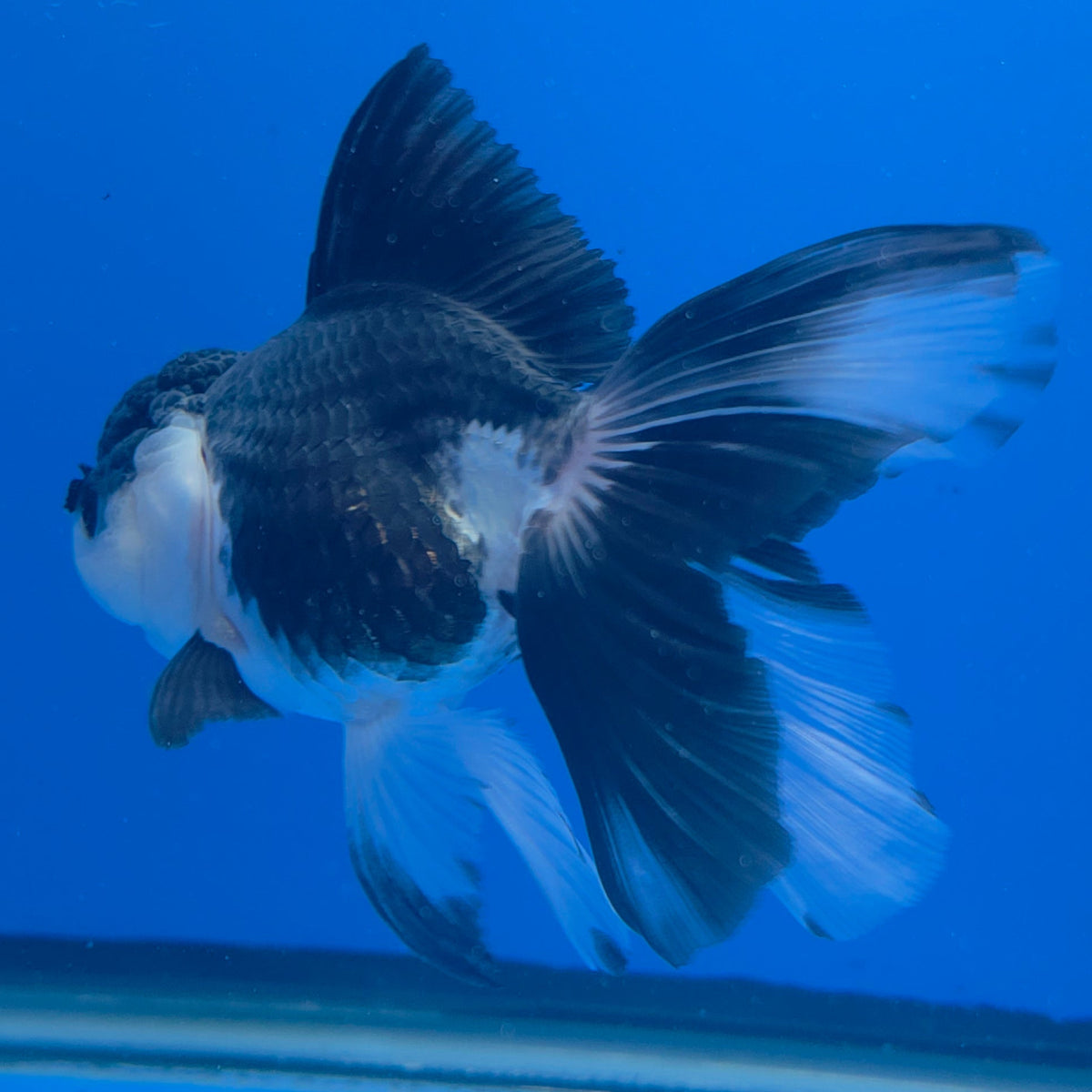 Thai Oranda Panda 3.00" Body Female (FEB-759)R2B07