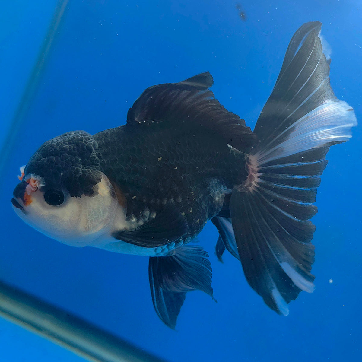 Thai Oranda Panda 3.0" Body Male (FEB-860)