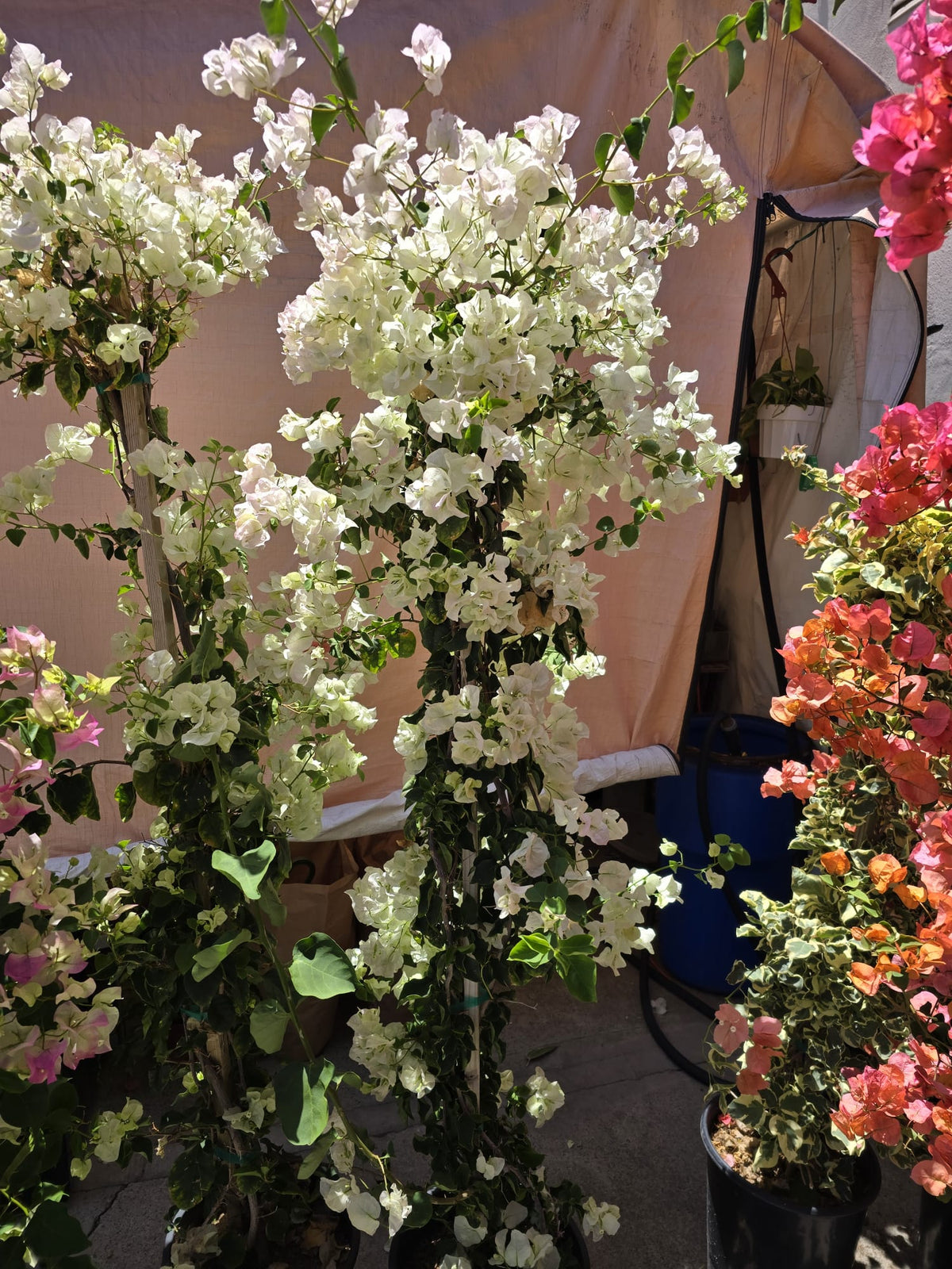 Bougainvillea White Veraa in pole 4 feet tall 5 gallon pot
