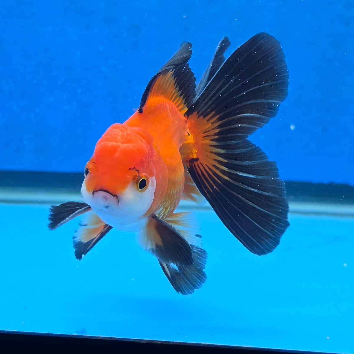 Thai Oranda Apache 3 inch Body Male (FEB-871)R2B02