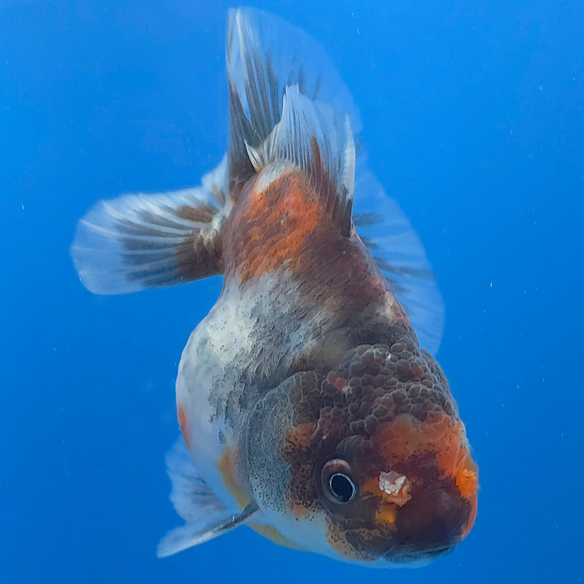 Thai Oranda Calico Sakura Shogun Farm 3" Body Female (FEB-827)R3B19