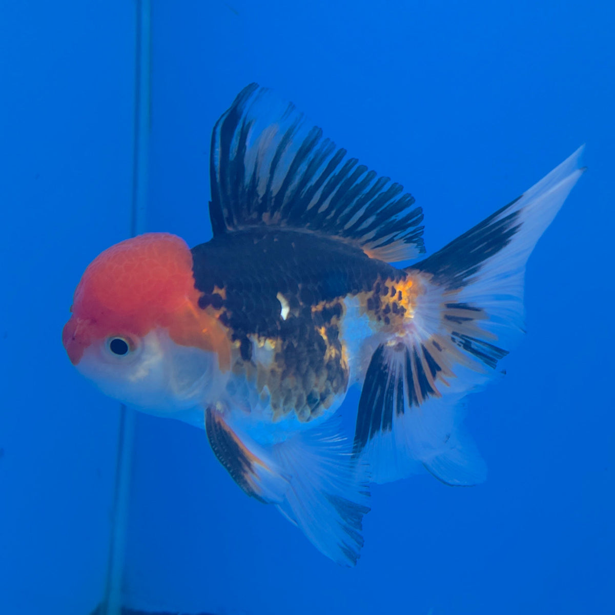 Thai Oranda Red Cap Panda 3.5" Body Female (FEB-774)R2B07