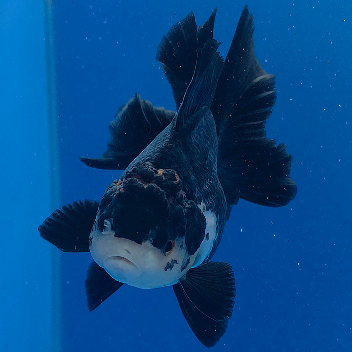 Thai Oranda Red Cap Panda 3.00" Body Female (FEB-797)R1B03