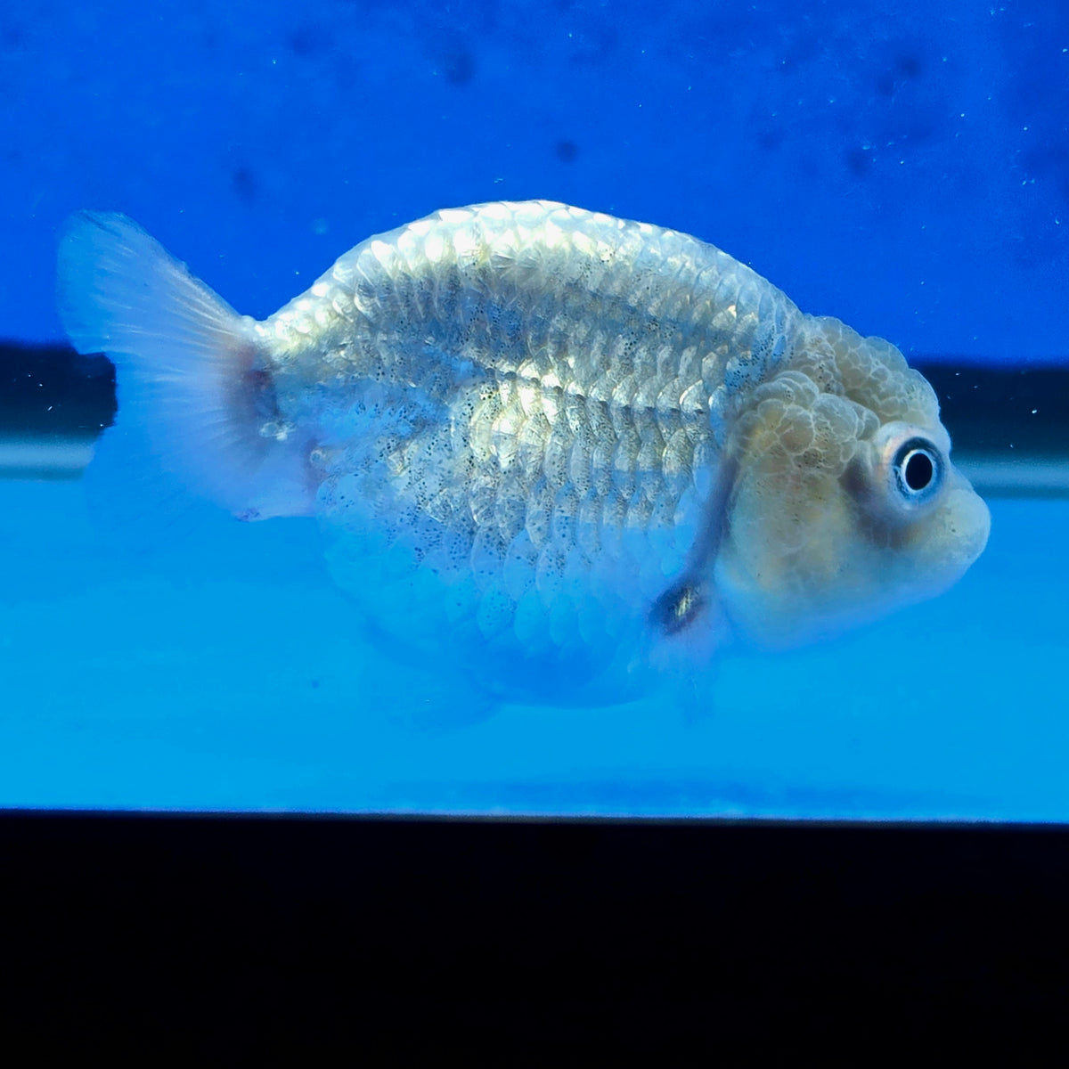 Thai Ranchu Silver 2.30" Body Female (FEB-874)R2B06