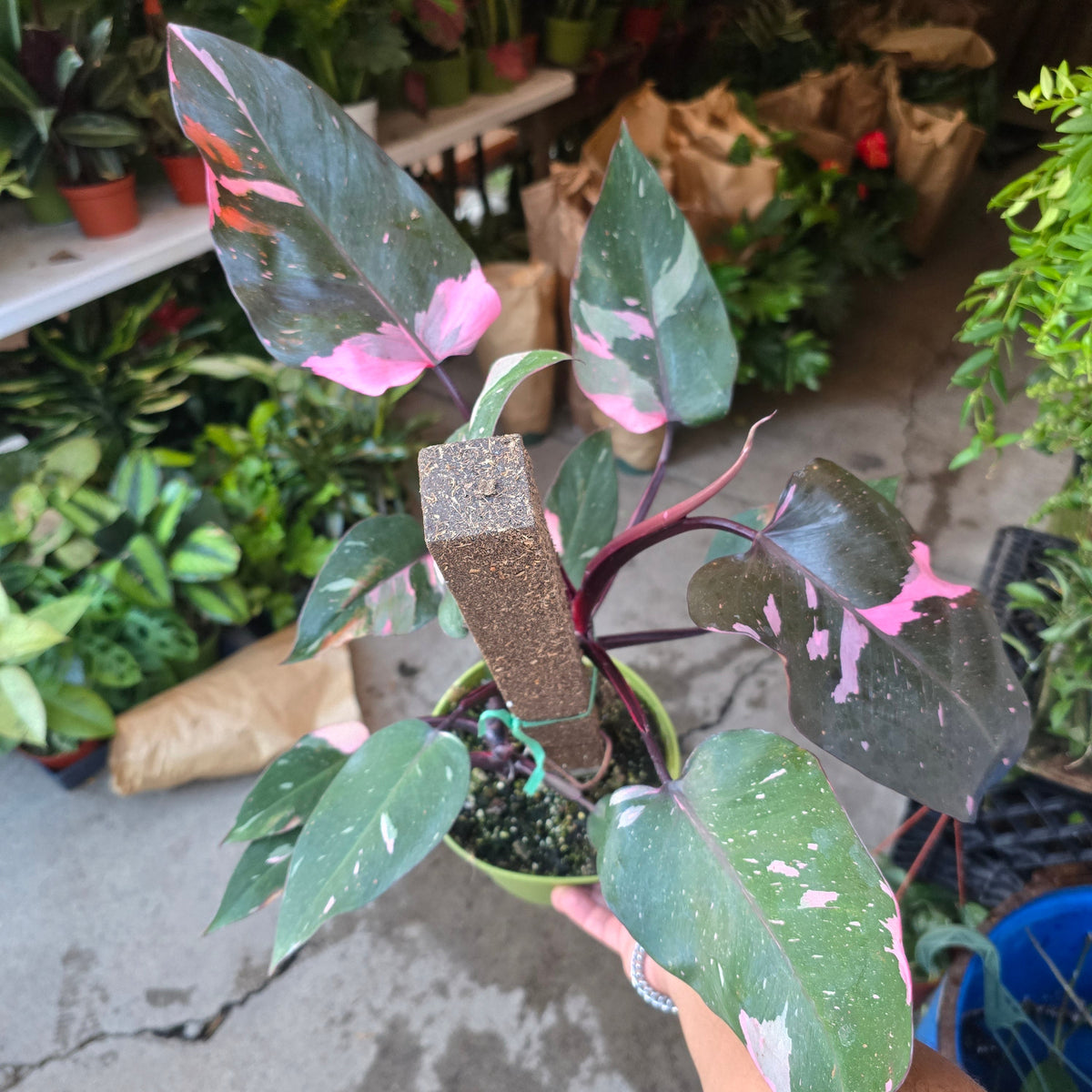 6 inch pot - Pink Princess Philodendron Live Plant indoor - Get similar big plant